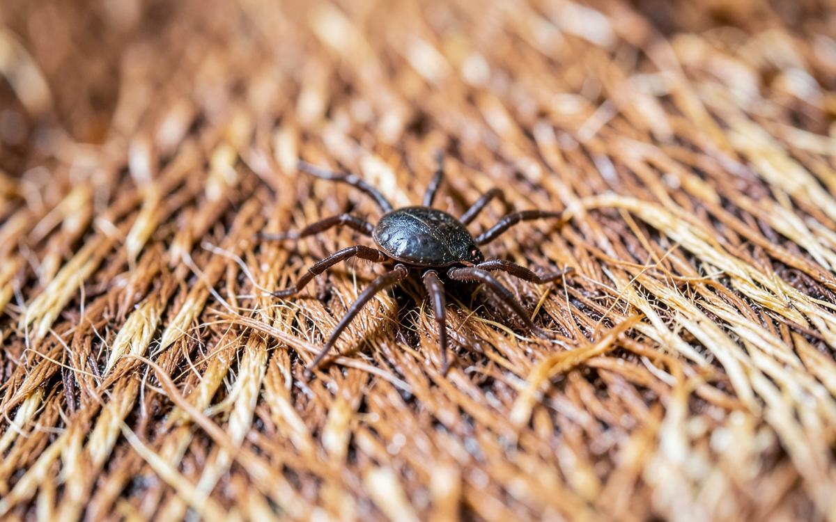 Heartwater — A Tick-Transmitted Disease of Ruminants