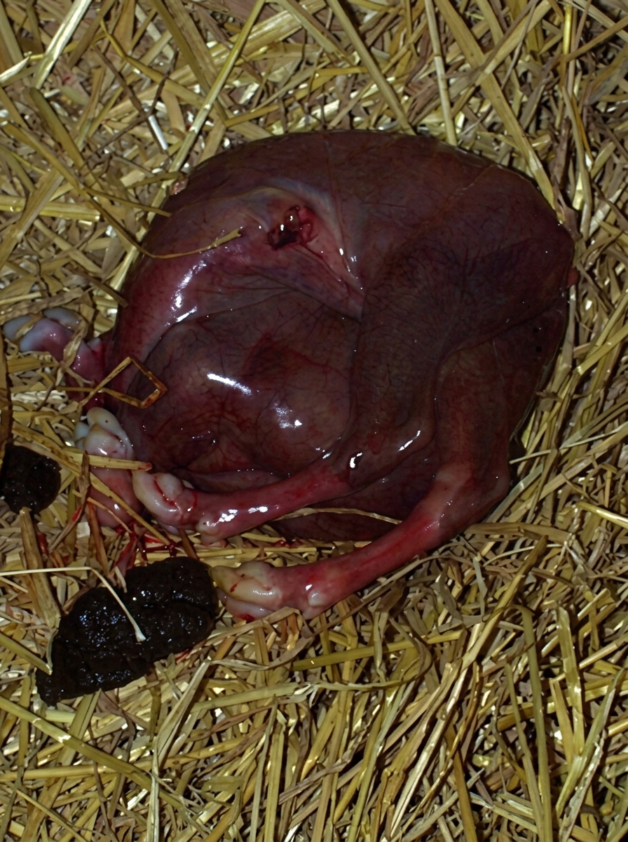 Neospora Caninum and Neosporosis
